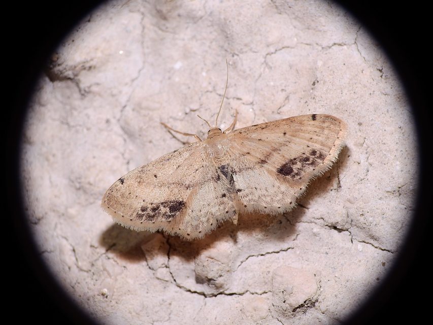 Idaea dimidiata - gyakori apróaraszoló