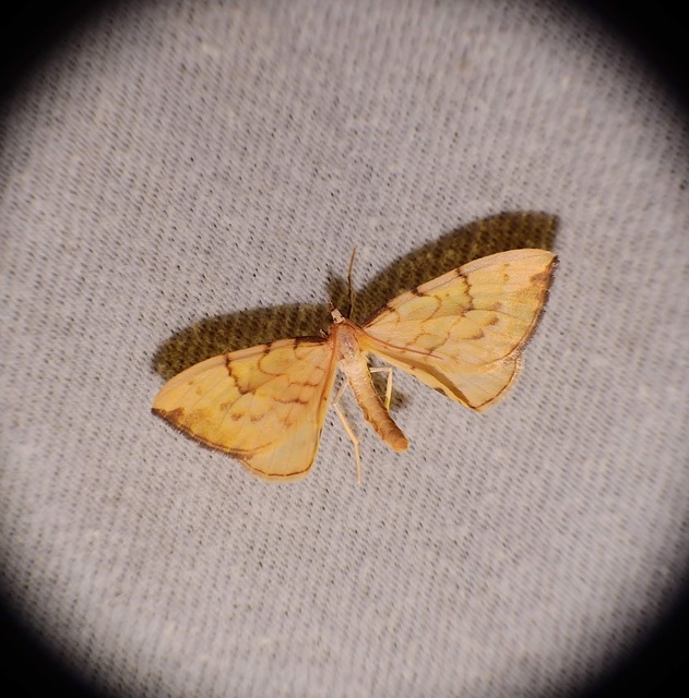 Eulithis pyraliata - sárga galajaraszoló