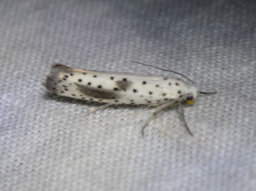Yponomeuta irrorella - pókhálós kökénymoly