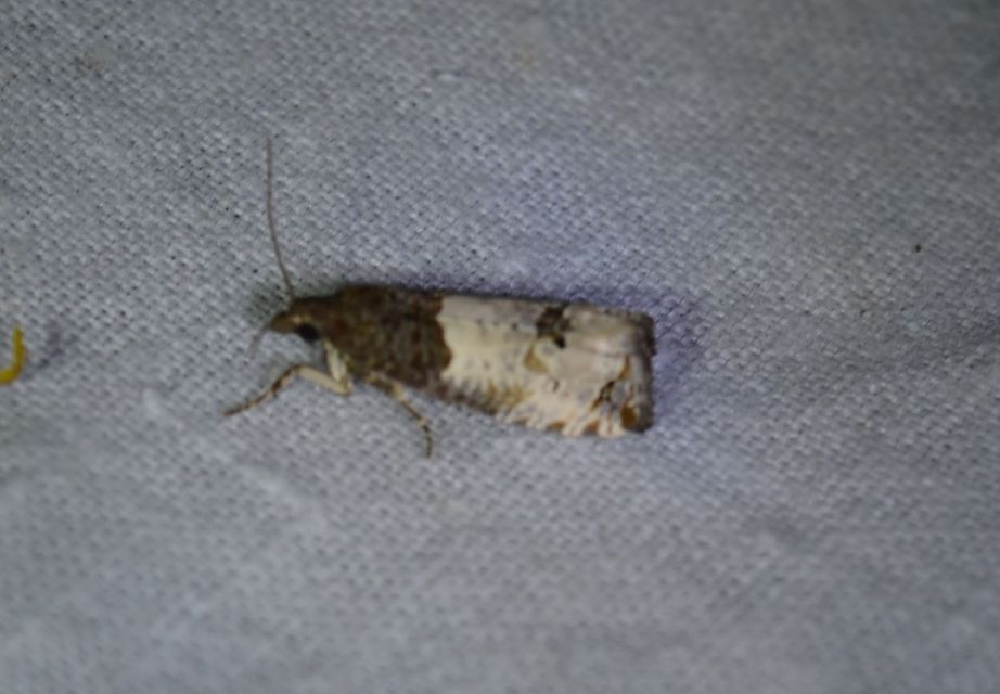Notocelia