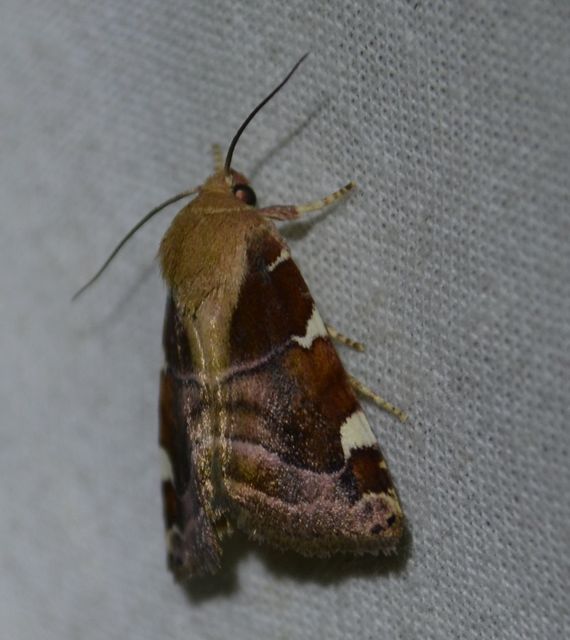 Cosmia diffinis - szilfa-lombbagoly