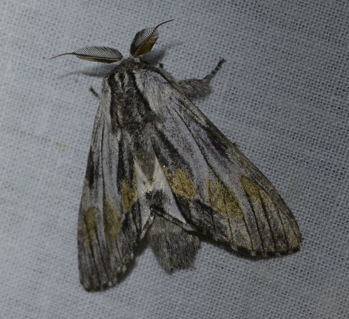 Harpyia milhauseri - pergamen-púposszövő