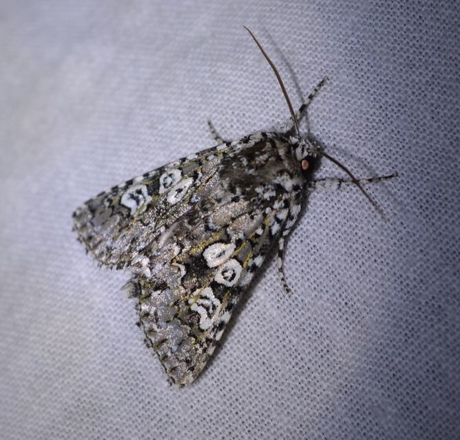 Lamprosticta culta - hármasfoltú bagoly