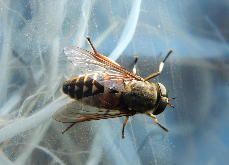 Tabanidae - böglyök