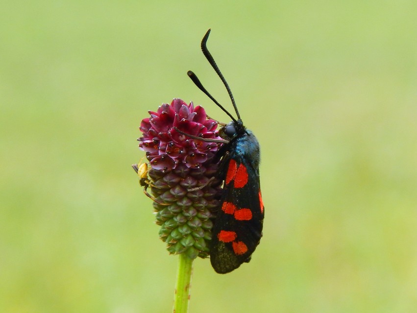 Zygaena filipendulae - acélszínű csüngőlepke