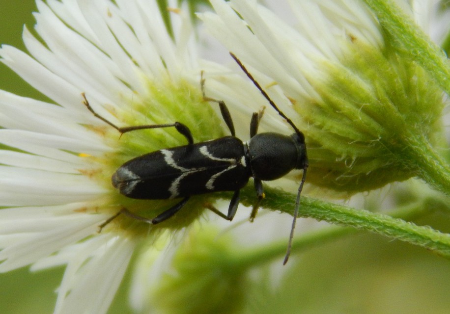 Chlorophorus sartor - feketevállú darázscincér