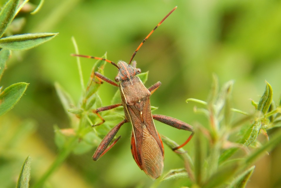 Camptopus lateralis - görbelábú karimáspoloska