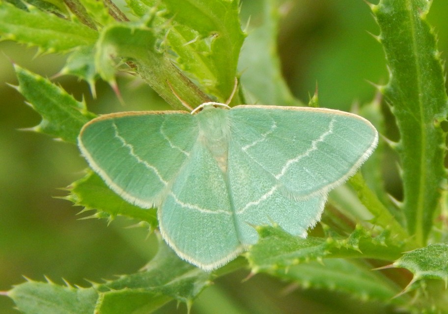 Chlorissa viridata - üdezöld araszoló
