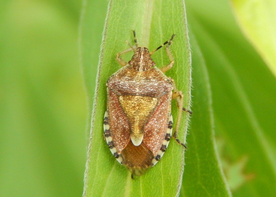 Dolycoris baccarum - közönséges bogyómászó-poloska