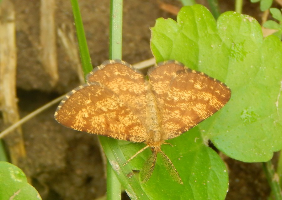 Ematurga atomaria - barna rétiaraszoló