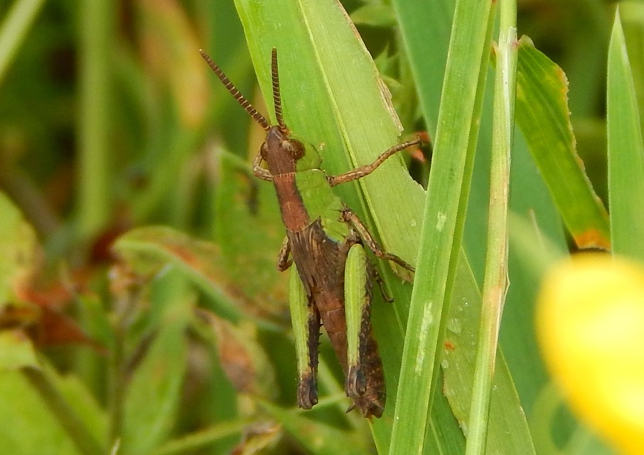 Chorthippus (Chorthippus) (subgenus)