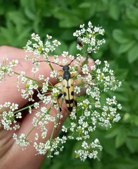 Rutpela maculata - tarkacsápú karcsúcincér