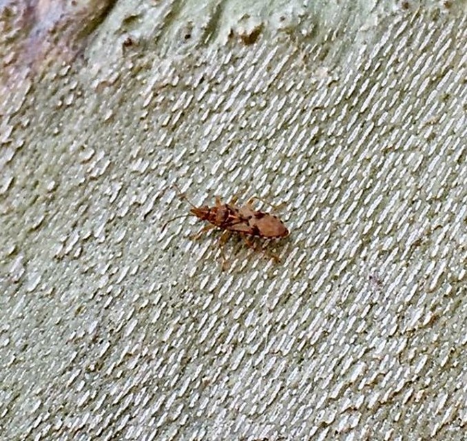 Belonochilus numenius - amerikai platánbodobács