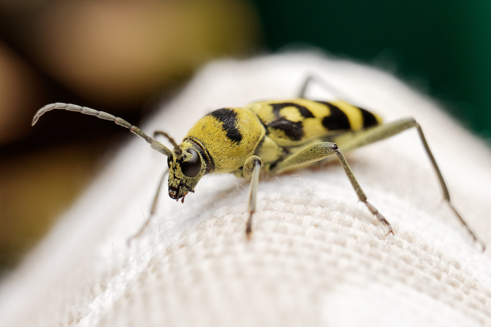 Chlorophorus varius - díszes darázscincér