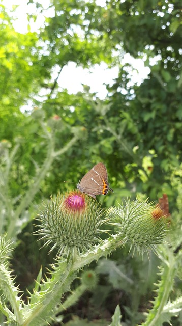 Satyrium w-album - szilfa-csücsköslepke