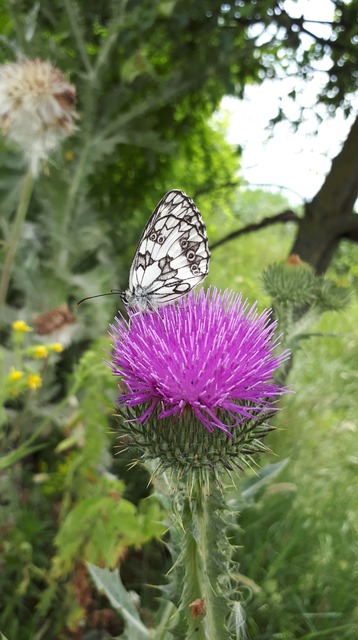 Melanargia galathea - sakktáblalepke