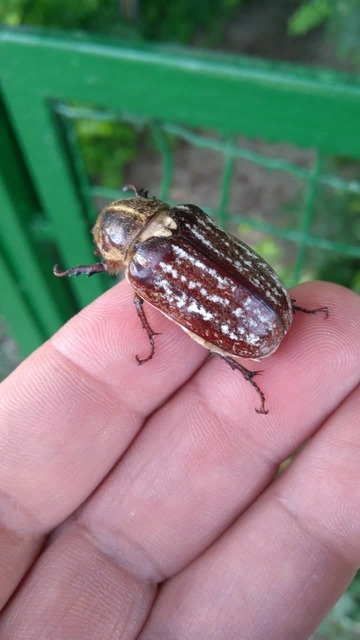 Anoxia orientalis - keleti cserebogár