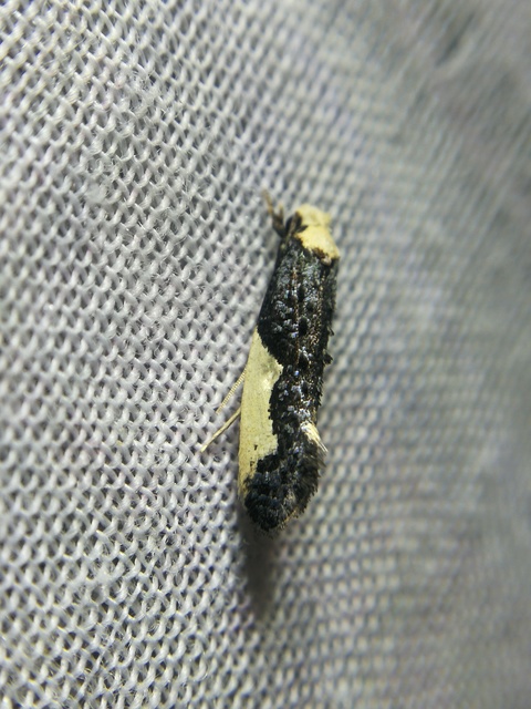 Monopis monachella - apácamoly