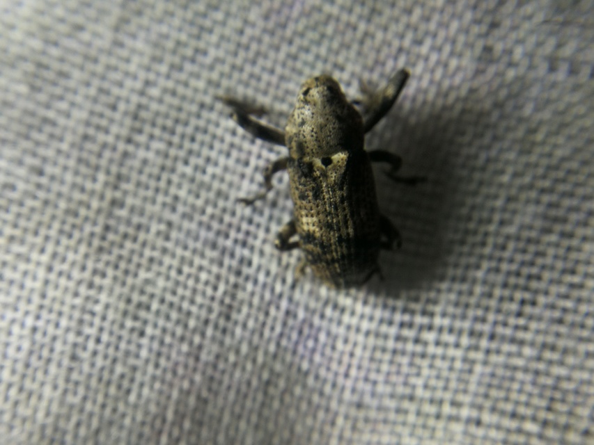 Gasterocercus depressirostris - laposorrú ormányos