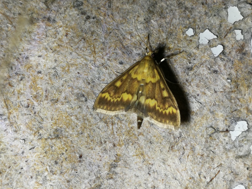 Ostrinia nubilalis - kukoricamoly