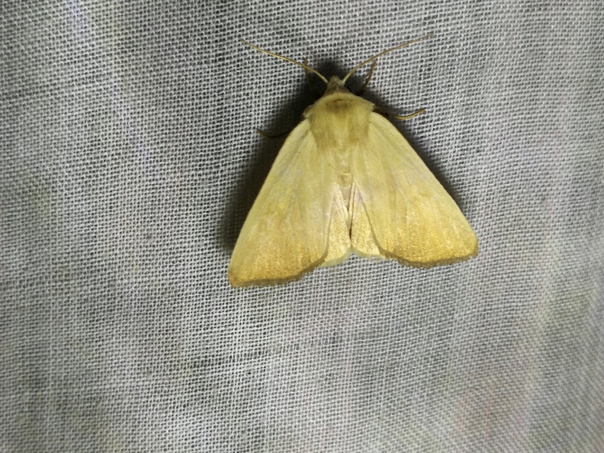 Arenostola phragmitidis - selymes nádibagoly