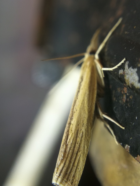 Agriphila