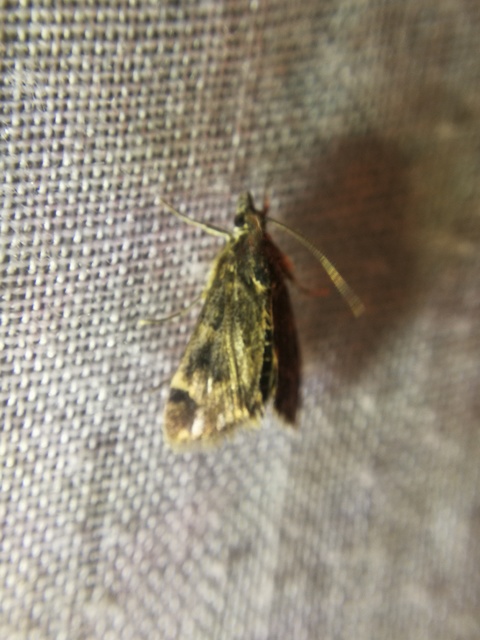 Pyrausta despicata - réti bíbormoly