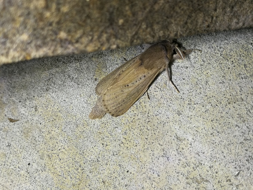 Phragmataecia castaneae - nádfúrólepke