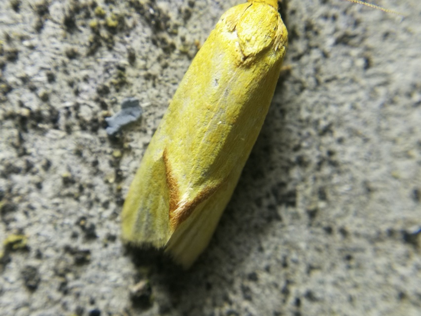 Agapeta hamana - közönséges sárgamoly