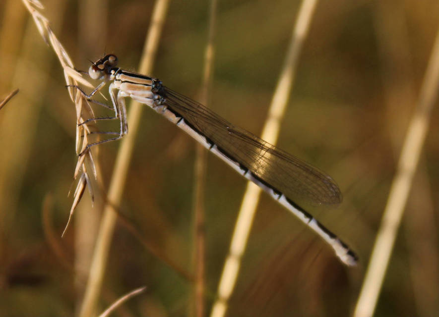 Enallagma cyathigerum - kéksávos légivadász