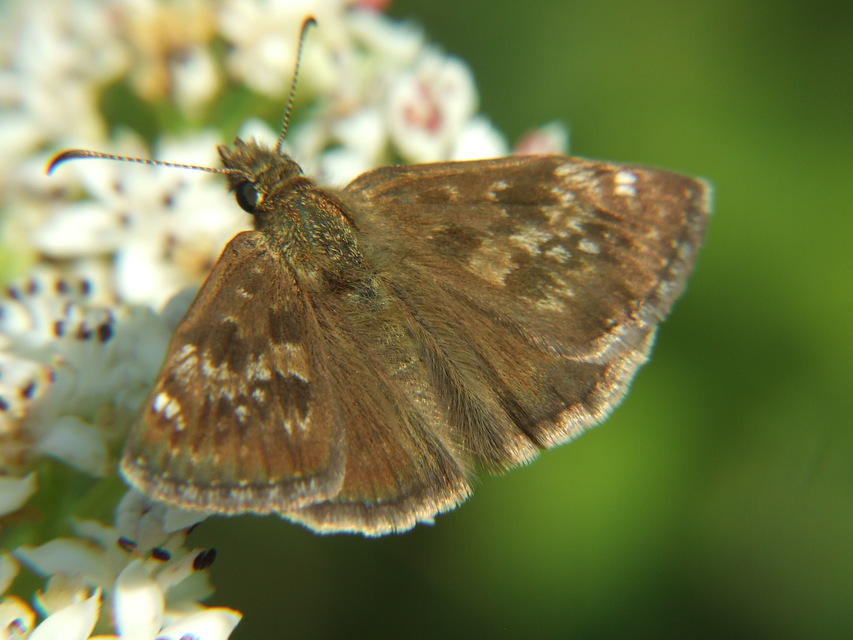 Erynnis tages - cigánylepke
