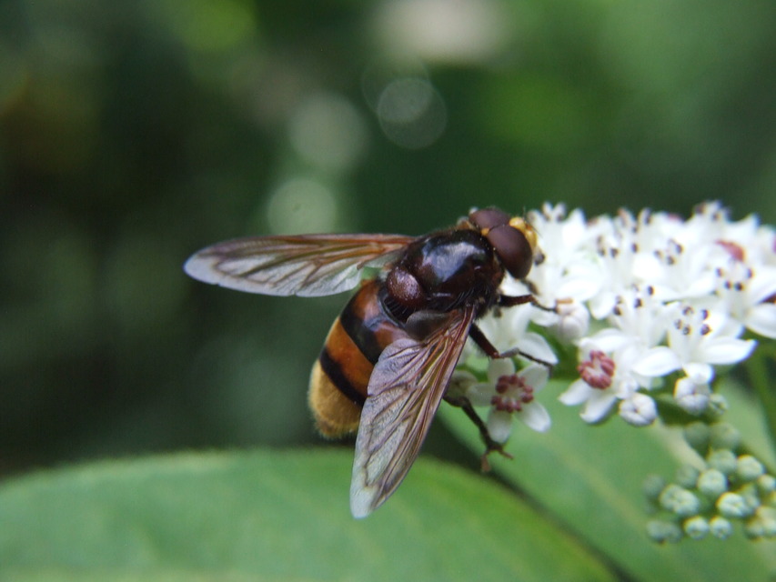 Volucella zonaria - kétöves pihelégy
