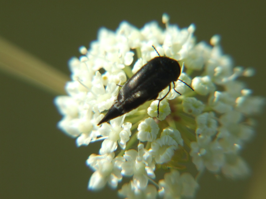 Mordellidae - marókafélék