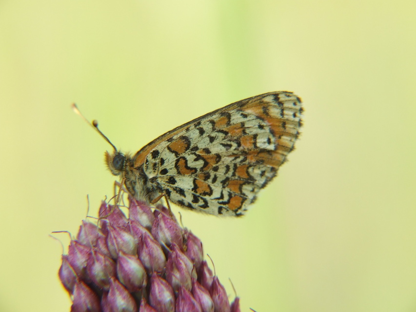 Melitaea trivia - kis tarkalepke