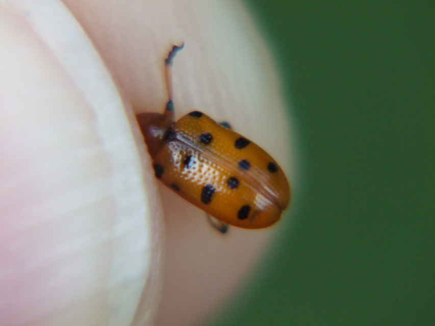 Crioceris duodecimpunctata - tizenkétpontos spárgabogár