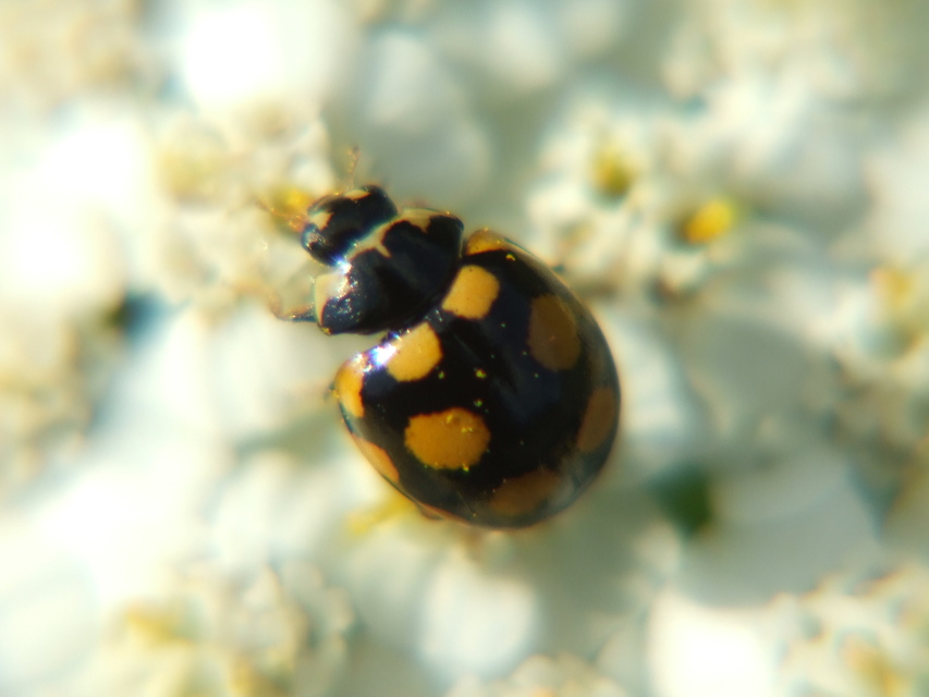 Coccinula quatuordecimpustulata - feketesárga katóka