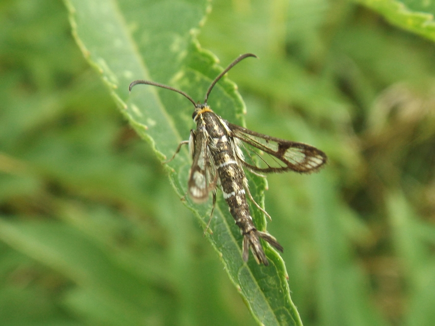 Pyropteron triannuliforme - sóskaszitkár