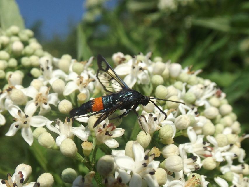 Sesiidae - szitkárfélék