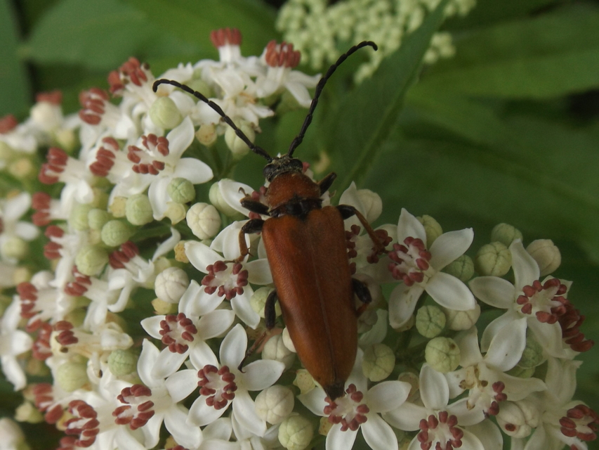 Stictoleptura rubra - vörös virágcincér