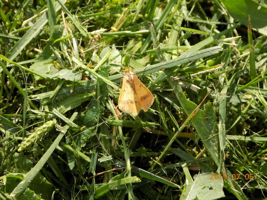 Tephrina arenacearia - lucerna-araszoló