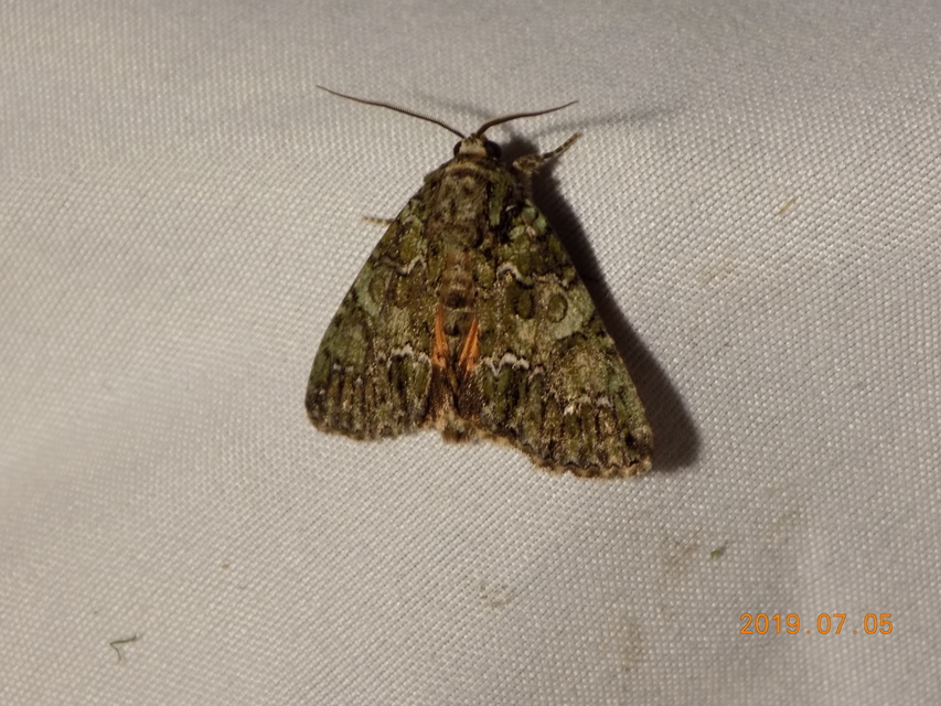 Polyphaenis sericata - selyemfényű erdeibagoly