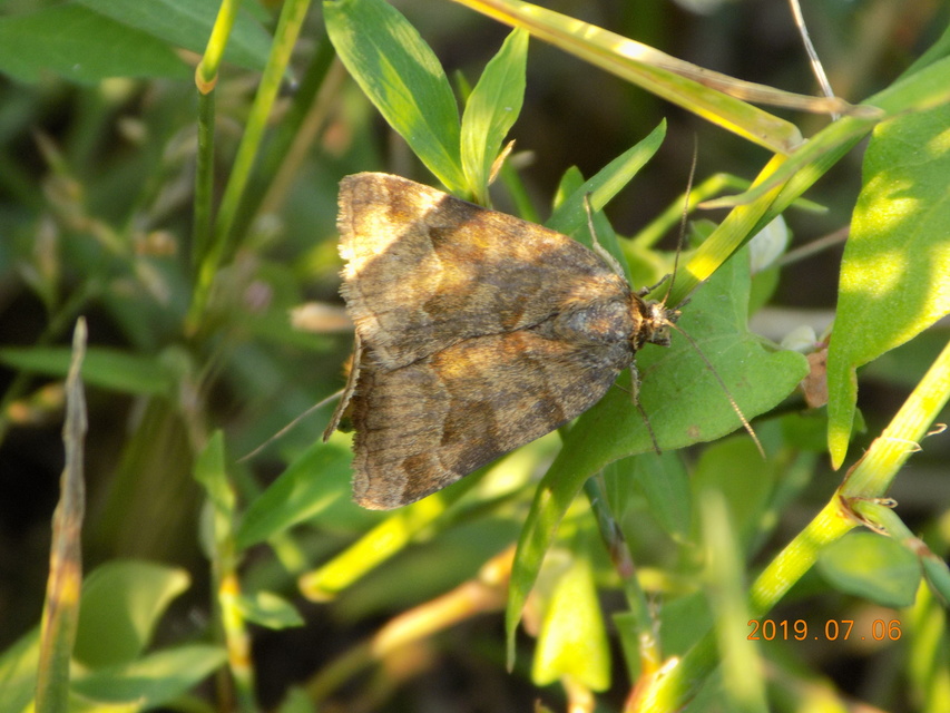 Euclidia glyphica - közönséges nappalibagoly