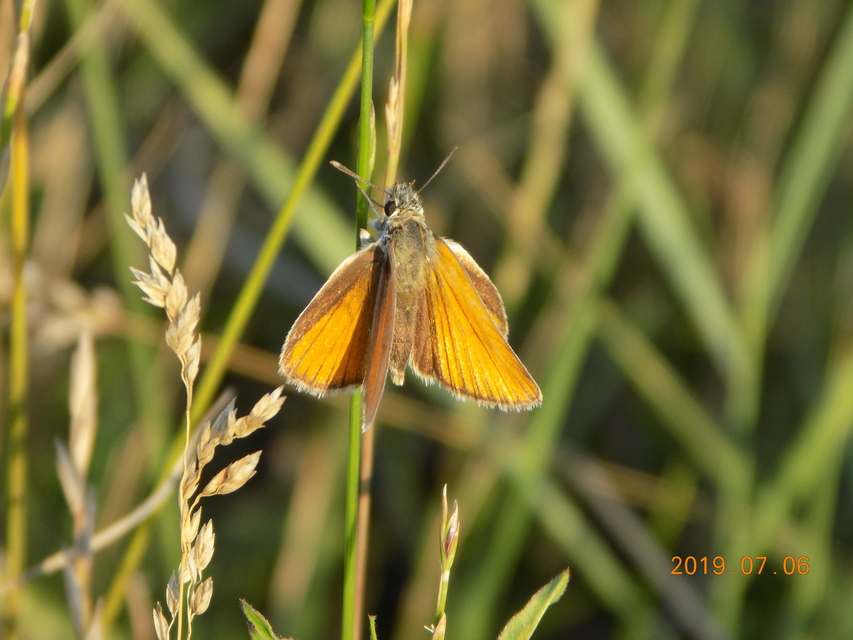 Thymelicus lineola - vonalas busalepke
