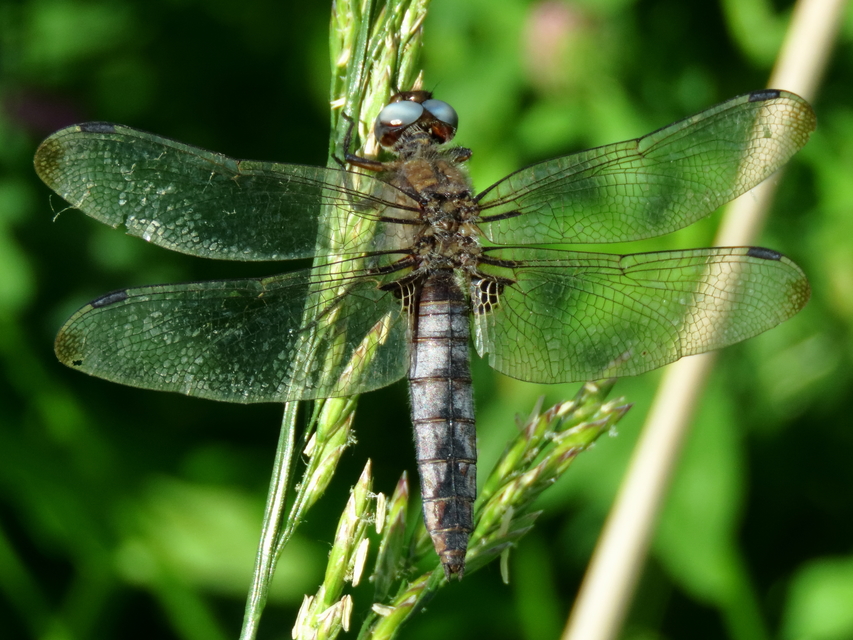 Libellula fulva - kisfoltos laposacsa