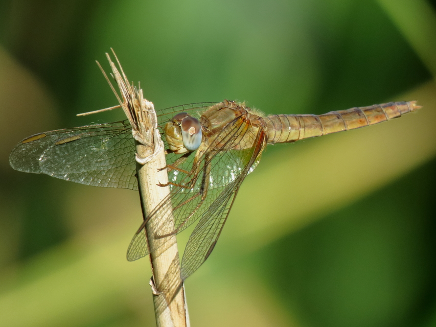 Crocothemis erythraea - skarlát szitakötő