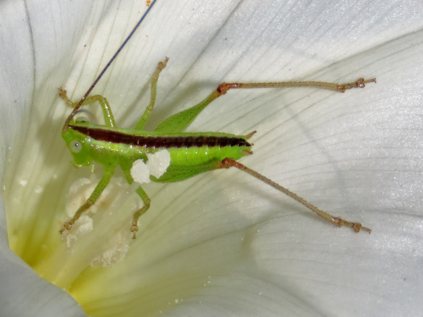 Conocephalus fuscus - kis kúpfejűszöcske