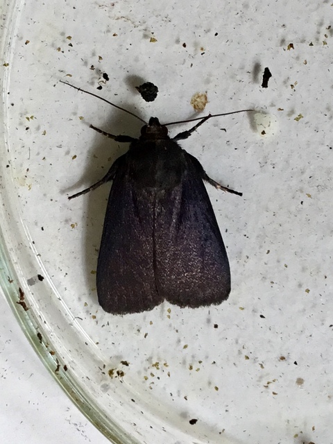 Amphipyra livida - zsírfényű bagoly