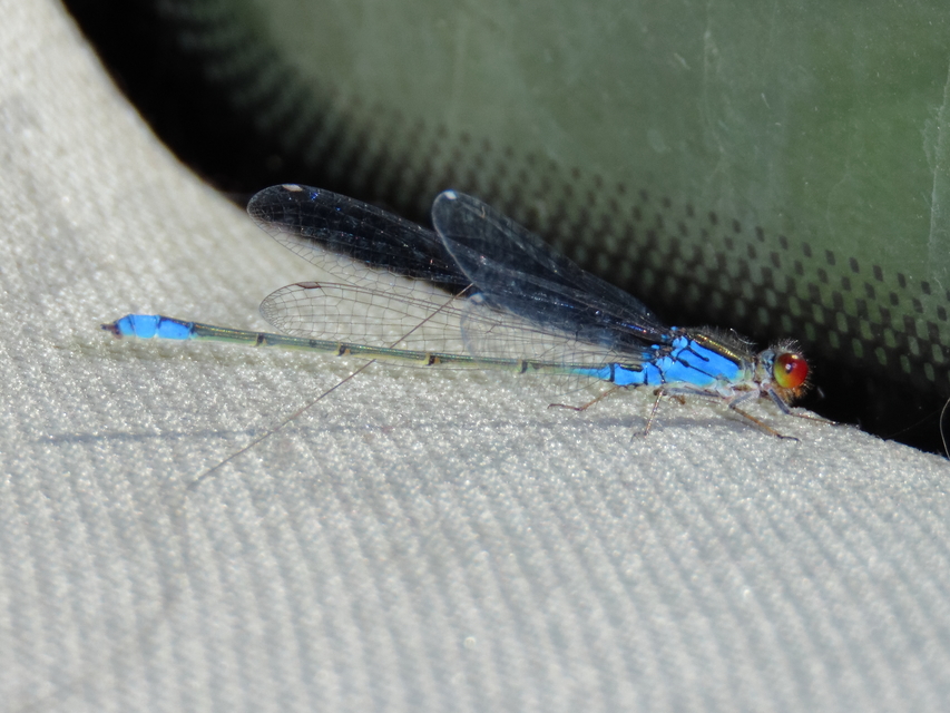 Erythromma viridulum - kis pirosszemű-légivadász