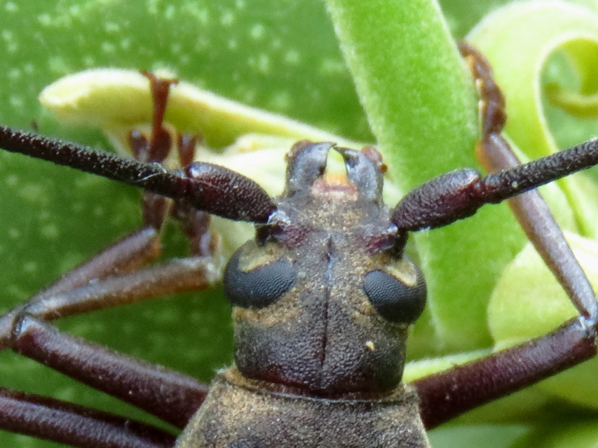 Aegosoma scabricorne - diófacincér