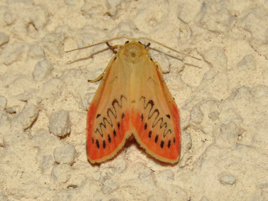 Miltochrista miniata - piros medvelepke
